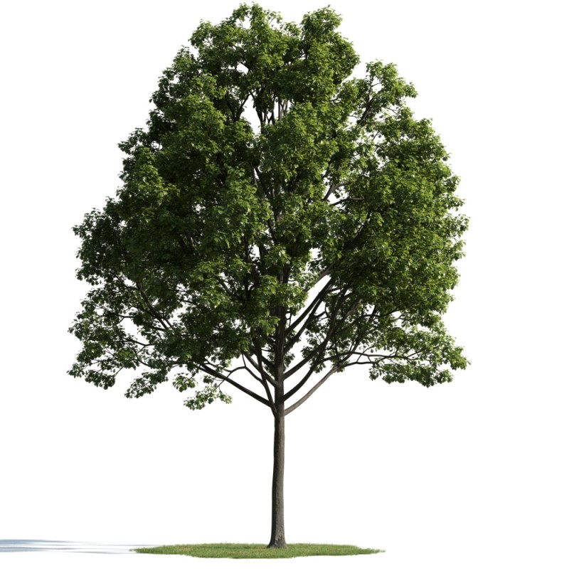 3ds Max Tree Models Free Download
